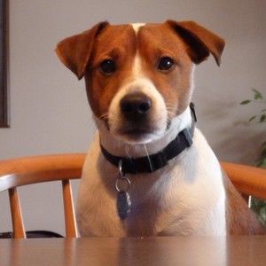 Meet your Posher, Mia